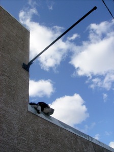 dog on a roof