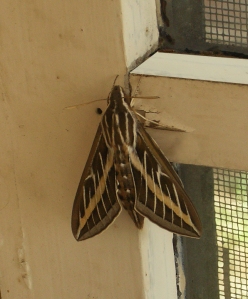 White-lined Sphinx Moth ~ Hyles lineata