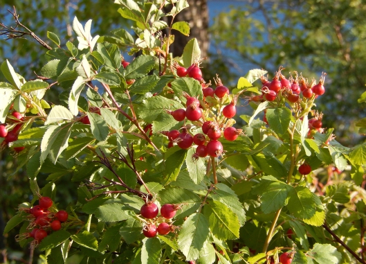 Late summer rosehips will make a delicious feed for bears, as they forage now for their pre-winter food.
